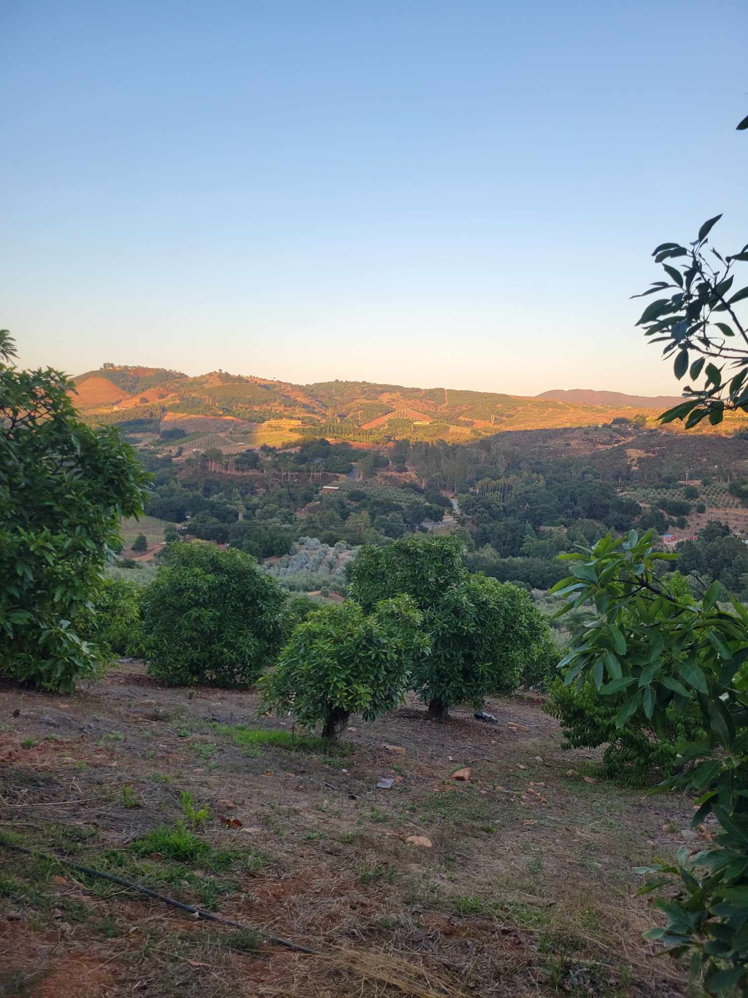 Life on a Working Farm PURA GROVE Olive Oil