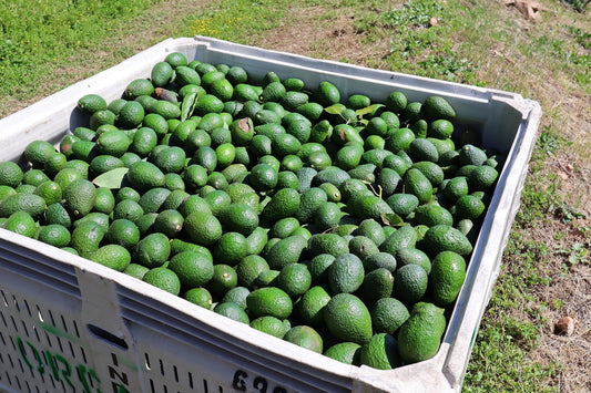 Why Avocado Oil is Better than Seed Oils