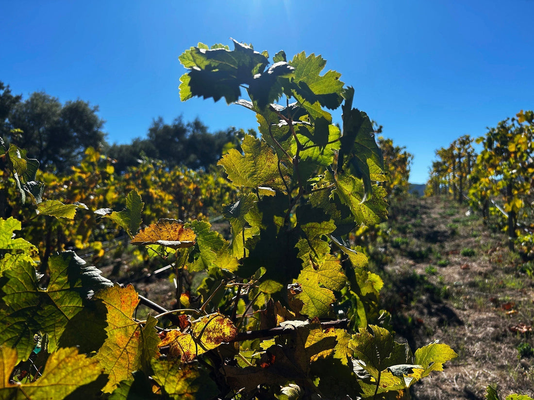 Olive Harvest at PURA GROVE
